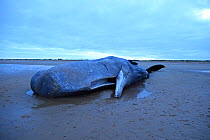 Beached Sperm Whale (Physeter macrocephalus) Norfolk, UK, February 2016.