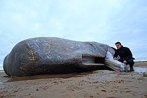 TV presenter Nick Baker with beached Sperm Whale (Physeter macrocephalus) Norfolk, UK, February 2016.
