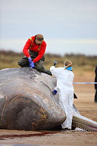 Scientists examining beached Sperm whale (Physeter macrocephalus) Norfolk, UK, February 2016