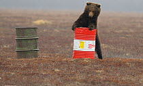 Young female Kamchatka brown bear (Ursus arctos beringianus) playing with oil drum, Kronotsky Nature Reserve, Kamchatka, Far East Russia. May. These bears can develop addiction to sniffing the aviatio...