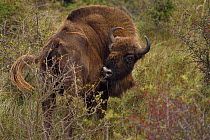 European bison or Wisent (Bison bonasus) grooming itself, Kraansvlak, Kennemerduinen, in the Zuid Kennemerland National Park, Netherlands. Images taken in a huge enclosure, where the bison live a comp...