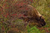 European bison or Wisent (Bison bonasus) male grazing, Kraansvlak, Kennemerduinen, in the Zuid Kennemerland National Park, Netherlands. Images taken in a huge enclosure, where the bison live a complet...