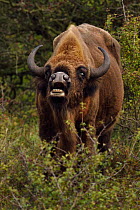 European bison or Wisent (Bison bonasus) male vocalising, Kraansvlak, Kennemerduinen, in the Zuid Kennemerland National Park, Netherlands. Images taken in a huge enclosure, where the bison live a comp...