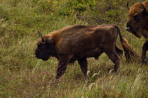 European bison or Wisent (Bison bonasus) one following another at Kraansvlak, Kennemerduinen, in the Zuid Kennemerland National Park, Netherlands. Images taken in a huge enclosure, where the bison liv...