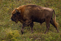 European bison or Wisent, Bison bonasus, herd at Kraansvlak, Kennemerduinen, in the Zuid Kennemerland National Park, Netherlands. Images taken in a huge enclosure, where the bison live a completely wi...