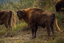 European bison or Wisent (Bison bonasus) male sniffing female in herd at Kraansvlak, Kennemerduinen, in the Zuid Kennemerland National Park, Netherlands. Images taken in a huge enclosure, where the bi...