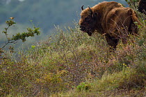 European bison or Wisent (Bison bonasus) Kraansvlak, Kennemerduinen, in the Zuid Kennemerland National Park, Netherlands. Images taken in a huge enclosure, where the bison live a completely wild life.