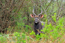 Nyala (Nyala angasii) iMfolozi National Park, South Africa