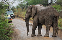 African elephant (Loxodonta africana) on road with cars, iMfolozi National Park, South Africa