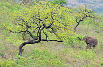African elephant (Loxodonta africana) feeding on tree, iMfolozi National Park, South Africa