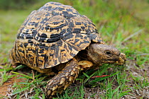 Leopard tortoise (Stigmochelys pardalis) iMfolozi National Park, South Africa