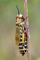 Milkweed grasshopper nymph (Phymateus viridipes) iMfolozi National Park, South Africa