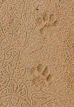 Lion tracks (Panthera leo) iMfolozi National Park, South Africa