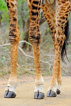 Giraffe (Giraffa cameleopardalis) close up of legs, iMfolozi National Park, South Africa