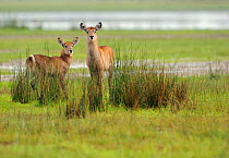 Common waterbuck (Kobus ellipsiprymnus) St Lucia Wetlands National Park, South Africa