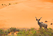Greater kudu (Tragelaphus strepsiceros) male by sand dunes,  St Lucia Wetlands National Park, South Africa
