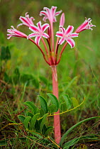 Cape grass lily (Crinum sp) St Lucia Wetlands National Park, South Africa