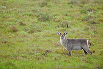 Common waterbuck (Kobus ellipsiprymnus) St Lucia Wetlands National Park, South Africa.