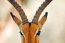 Impala antelope (Aepyceros melampus) close up of face, iMfolozi National Park, South Africa