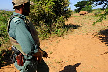 Guard from anti poaching patrol in iMfolozi National Park, South Africa, October 2011.