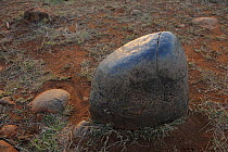 Rhino rubbing rock, iMfolozi National Park, South Africa