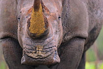White rhinoceros (Ceratotherium simum) close up portrait,  iMfolozi National Park, South Africa