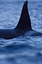 Dorsal fin of Orca / Killer whale (Orcinus orca) surfacing, Senja, Troms County, Norway, Scandinavia, January. Cetaceans are attracted to this area to feed on the large numbers of spawning Herring fis...