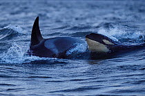 Two Orcas / Killer whales (Orcinus orca) surfacing, Senja, Troms County, Norway, Scandinavia, January. Cetaceans are attracted to this area to feed on the large numbers of spawning Herring fish