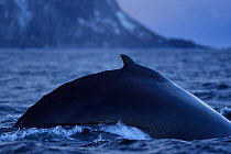 Humpback whale (Megaptera novaeangliae) surfacing, Senja, Troms County, Norway, Scandinavia, January. Cetaceans are attracted to this area to feed on the large numbers of spawning Herring fish