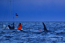 Whale watcher on boat photographing Orca / Killer whale (Orcinus orca) surfacing, Senja, Troms County, Norway, Scandinavia, January. Cetaceans are attracted to this area to feed on the large numbers o...
