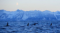 Four Orcas / Killer whales (Orcinus orca) surfacing, Senja, Troms County, Norway, Scandinavia, January. Cetaceans are attracted to this area to feed on the large numbers of spawning Herring fish