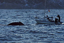 Whale watchers on small sailing boat watching Humpback whale (Megaptera novaeangliae) surfacing, Senja, Troms County, Norway, Scandinavia, January. Cetaceans are attracted to this area to feed on the...