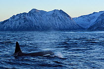 Orca / Killer whale (Orcinus orca) surfacing near coast, Senja, Troms County, Norway, Scandinavia, January. Cetaceans are attracted to this area to feed on the large numbers of spawning Herring fish