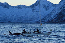 Two whale watchers on small boat with Orca / Killer whale (Orcinus orca) surfacing, Senja, Troms County, Norway, Scandinavia, January. Cetaceans are attracted to this area to feed on the large numbers...