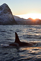 Orca / Killer whale (Orcinus orca) surfacing near coast with sun low over mountains, Senja, Troms County, Norway, Scandinavia, January. Cetaceans are attracted to this area to feed on the large number...
