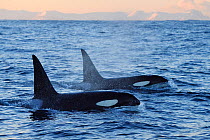 RF- Two Orcas / Killer whales (Orcinus orca) surfacing, Senja, Troms County, Norway, Scandinavia, January. Cetaceans are attracted to this area to feed on large numbers of spawning Herring fish. (This...