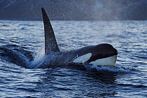 Orca / Killer whale (Orcinus orca) surfacing, Senja, Troms County, Norway, Scandinavia, January. Cetaceans are attracted to this area to feed on the large numbers of spawning Herring fish