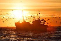 Gulls (Laridae) flying around Atlantic cod (Gadus morhua) fishing boat with sun low over horizon, Senja, Troms County, Norway, Scandinavia, January 2015.  Cod are attracted to this area to feed on the...