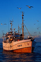 Atlantic cod (Gadus morhua) fishing boat with Gulls (Lardiae) circling, Senja, Troms County, Norway, Scandinavia, January 2015.  Cod are attracted to this area to feed on the huge population of spring...
