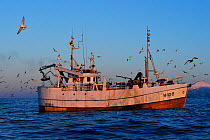 Gulls (Laridae) circling around an Atlantic cod (Gadus morhua) fishing boat, Senja, Troms County, Norway, Scandinavia, January 2015.  Cod are attracted to this area to feed on the huge population of s...