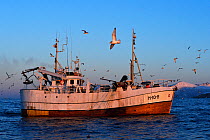 Gulls (Laridae) flying around Atlantic cod (Gadus morhua) fishing boat, Senja, Troms County, Norway, Scandinavia, January 2015. Cod are attracted to this area to feed on the huge population of spring...