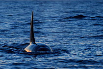 Orca / Killer whale (Orcinus orca) surfacing, showing dorsal fin from the front, Senja, Troms County, Norway, Scandinavia, January. Cetaceans are attracted to this area to feed on the large numbers of...
