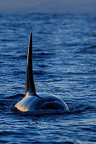 Orca / Killer whale (Orcinus orca) surfacing, showing dorsal fin from the front, Senja, Troms County, Norway, Scandinavia, January. Cetaceans are attracted to this area to feed on the large numbers of...