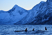 Three Orcas / Killer whales (Orcinus orca) surfacing near coast, Senja, Troms County, Norway, Scandinavia, January. Cetaceans are attracted to this area to feed on the large numbers of spawning Herrin...