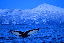 RF- Humpback whale (Megaptera novaeangliae) tail fluke above water before diving, Senja, Troms County, Norway, Scandinavia, January. Cetaceans are attracted to this area to feed on large numbers of sp...