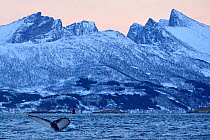 Humpback whale (Megaptera novaeangliae) tail fluke above water before diving, Senja, Troms County, Norway, Scandinavia, January. Cetaceans are attracted to this area to feed on the large numbers of sp...