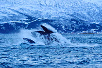 Humpback whale (Megaptera novaeangliae) bulk feeding on Herring (Clupea harengus) in coastal waters, Senja, Troms County, Norway, Scandinavia, January. Cetaceans are attracted to this area to feed on...
