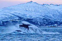 Humpback whale (Megaptera novaeangliae) bulk feeding on Herring (Clupea harengus) in coastal waters, Senja, Troms County, Norway, Scandinavia, January. Cetaceans are attracted to this area to feed on...