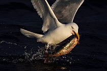 Herring gull (Larus argentatus) flying carrying Herring (Clupea harengus) in beak, Flatanger, Nord-Trondelag, Norway, February.