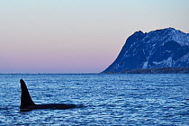 Orca / Killer whale (Orcinus orca) surfacing in coastal waters, Senja, Troms county, Norway, Scandinavia, January. Cetaceans are attracted to this area to feed on the large numbers of spawning Herring...